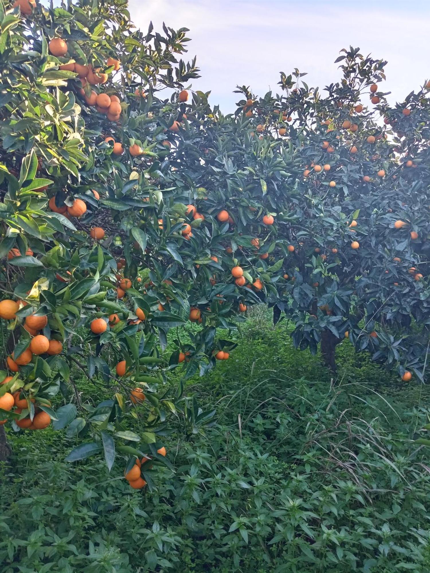Villetta San Giovanni كالاتافيمي المظهر الخارجي الصورة